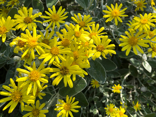Brachyglottis shrub in flower in June, England, United Kingdom. Evergreen shrub with simple leaves with buff felted beneath and clusters of yellow daisy like flowers in summer and autumn